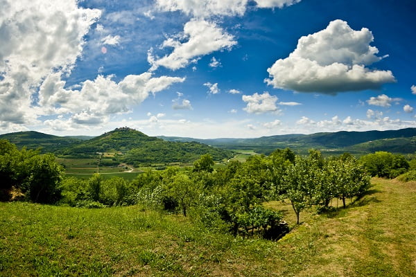 Forêt de Motovun, Croatie