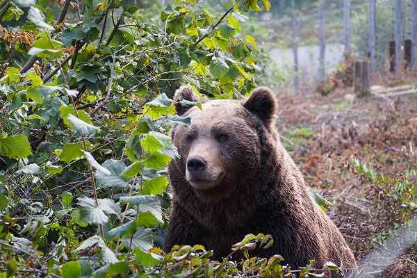 Refuge pour les ours Kuterevo, Croatie