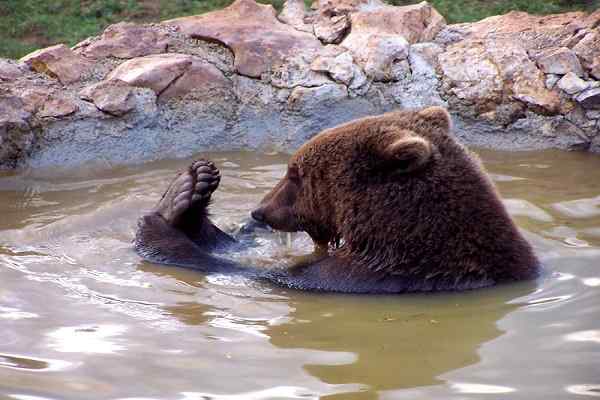 Refuge pour les ours Kuterevo, Croatie